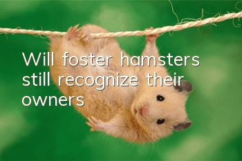 Will foster hamsters still recognize their owners?
