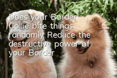 Does your Border Collie bite things randomly? Reduce the destructive power of your Border Collie!