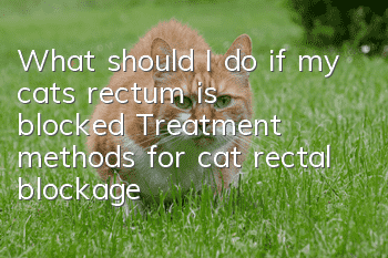 What should I do if my cat’s rectum is blocked? Treatment methods for cat rectal blockage