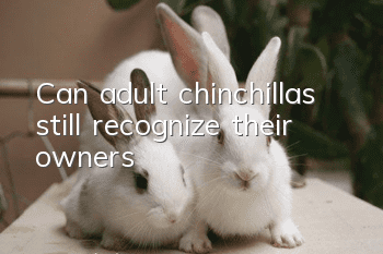 Can adult chinchillas still recognize their owners?
