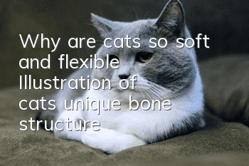 Why are cats so soft and flexible? Illustration of cats’ unique bone structure