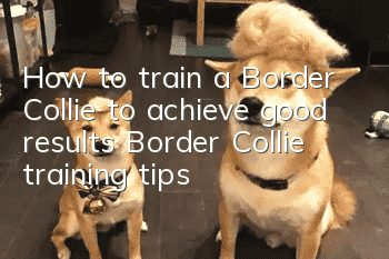 How to train a Border Collie to achieve good results? Border Collie training tips!