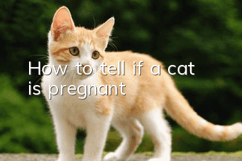 How to tell if a cat is pregnant