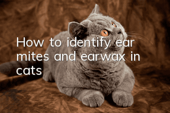 How to identify ear mites and earwax in cats