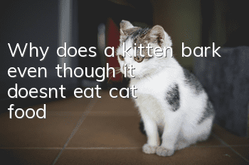 Why does a kitten bark even though it doesn't eat cat food?
