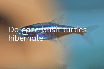 Do cane bush turtles hibernate?