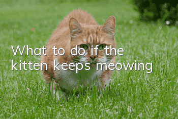 What to do if the kitten keeps meowing?