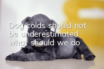 Dog colds should not be underestimated, what should we do?
