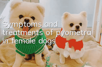 Symptoms and treatments of pyometra in female dogs