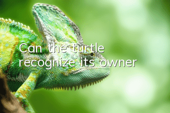 Can the turtle recognize its owner?