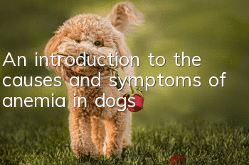 An introduction to the causes and symptoms of anemia in dogs