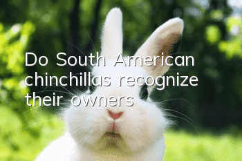 Do South American chinchillas recognize their owners?