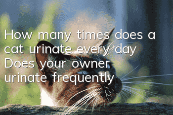 How many times does a cat urinate every day? Does your owner urinate frequently?