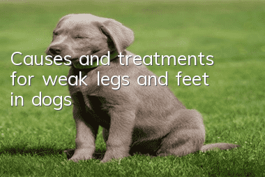 Causes and treatments for weak legs and feet in dogs
