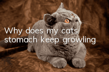 Why does my cat's stomach keep growling?