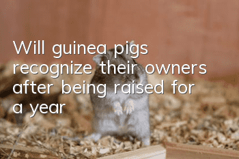 Will guinea pigs recognize their owners after being raised for a year?