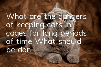What are the dangers of keeping cats in cages for long periods of time? What should be done for daily care of cats?