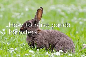 How to raise panda hamsters