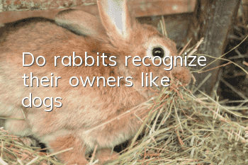 Do rabbits recognize their owners like dogs?