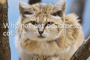 Why not get a Siamese cat?