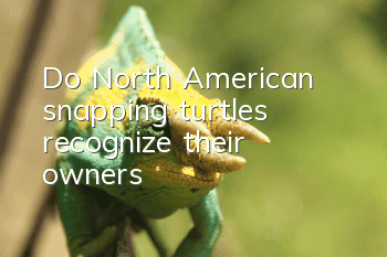 Do North American snapping turtles recognize their owners?