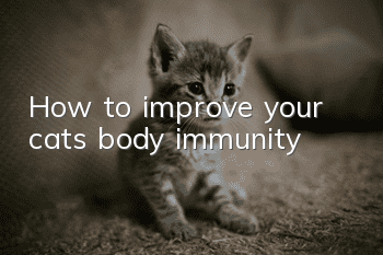 How to improve your cat’s body immunity?