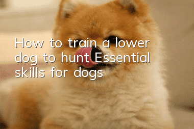 How to train a lower dog to hunt? Essential skills for dogs!
