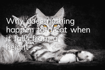 Why does nothing happen to a cat when it falls from a height?