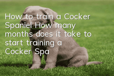 How to train a Cocker Spaniel? How many months does it take to start training a Cocker Spaniel?