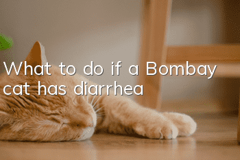 What to do if a Bombay cat has diarrhea