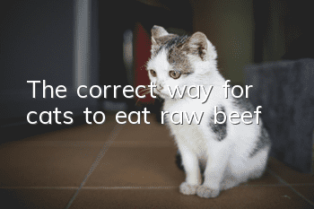 The correct way for cats to eat raw beef