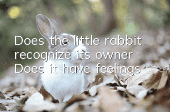 Does the little rabbit recognize its owner? Does it have feelings?