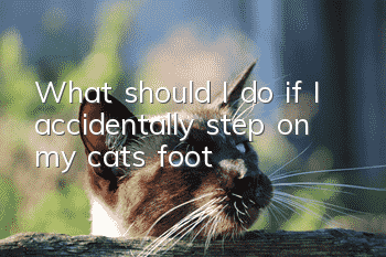 What should I do if I accidentally step on my cat’s foot?