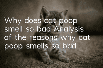 Why does cat poop smell so bad? Analysis of the reasons why cat poop smells so bad!