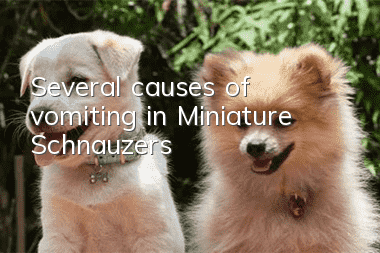 Several causes of vomiting in Miniature Schnauzers