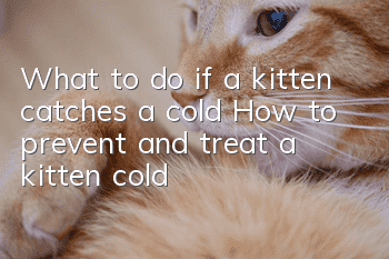 What to do if a kitten catches a cold? How to prevent and treat a kitten cold?