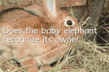 Does the baby elephant recognize its owner?