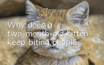Why does a two-month-old kitten keep biting people?