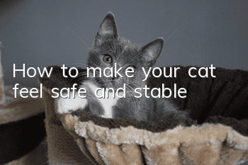How to make your cat feel safe and stable?