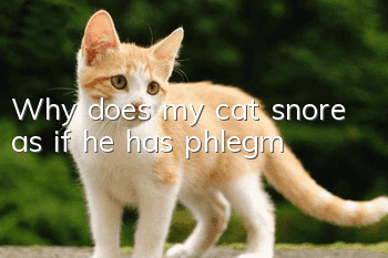 Why does my cat snore as if he has phlegm?