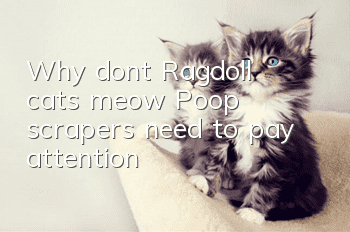 Why don’t Ragdoll cats meow? Poop scrapers need to pay attention!