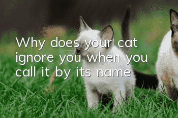 Why does your cat ignore you when you call it by its name?