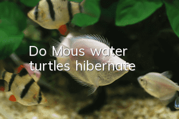Do Mou's water turtles hibernate?