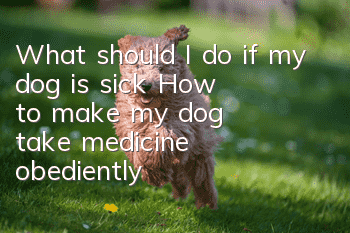 What should I do if my dog ​​is sick? How to make my dog ​​take medicine obediently!