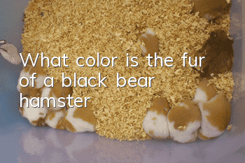 What color is the fur of a black bear hamster?