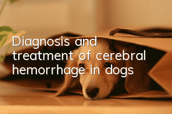 Diagnosis and treatment of cerebral hemorrhage in dogs