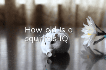 How old is a squirrel's IQ?
