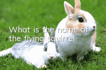 What is the name of the flying squirrel?