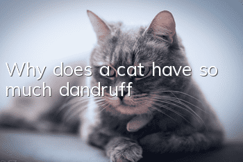 Why does a cat have so much dandruff?