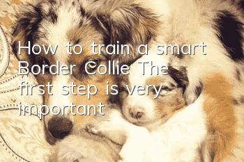 How to train a smart Border Collie? The first step is very important!